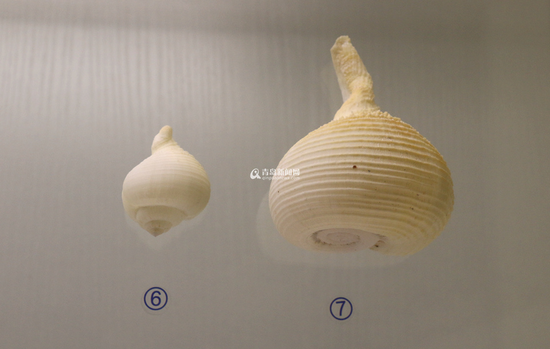 青岛贝壳博物馆 珍贵艺术藏品全球罕见