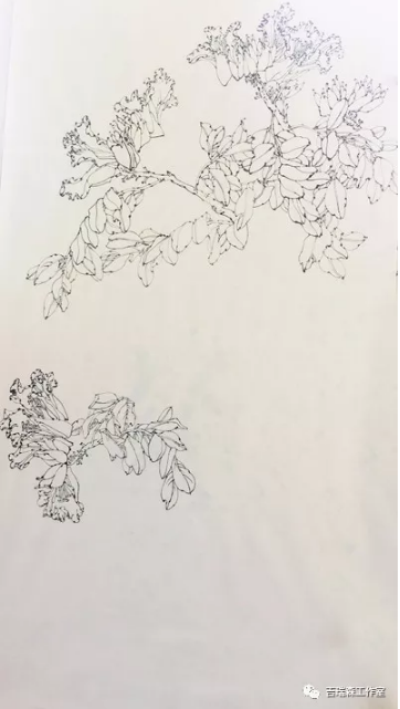吉瑞森工作室2018年春季写生第一堂课——意笔与线描两种形式的写生《火焰花》