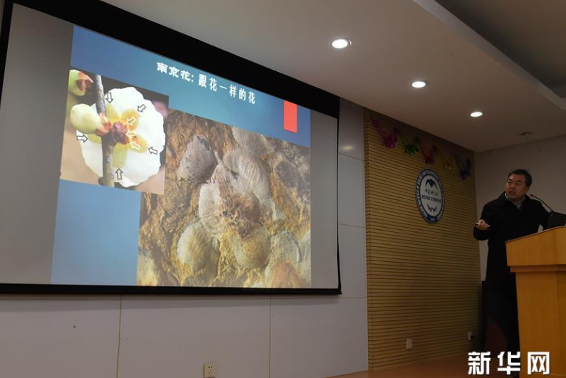 这朵“南京花”开了1.74亿年——科学家发现世界最古老的花朵化石