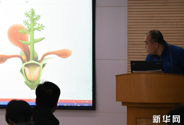 这朵“南京花”开了1.74亿年——科学家发现世界最古老的花朵化石